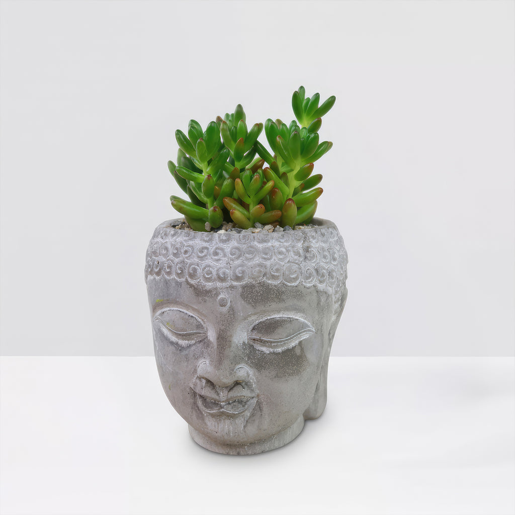 A green succulent grows in a gray ceramic Buddha head planter, displayed on a white surface with a plain white background.