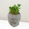 A live green succulent in a "Buddha&