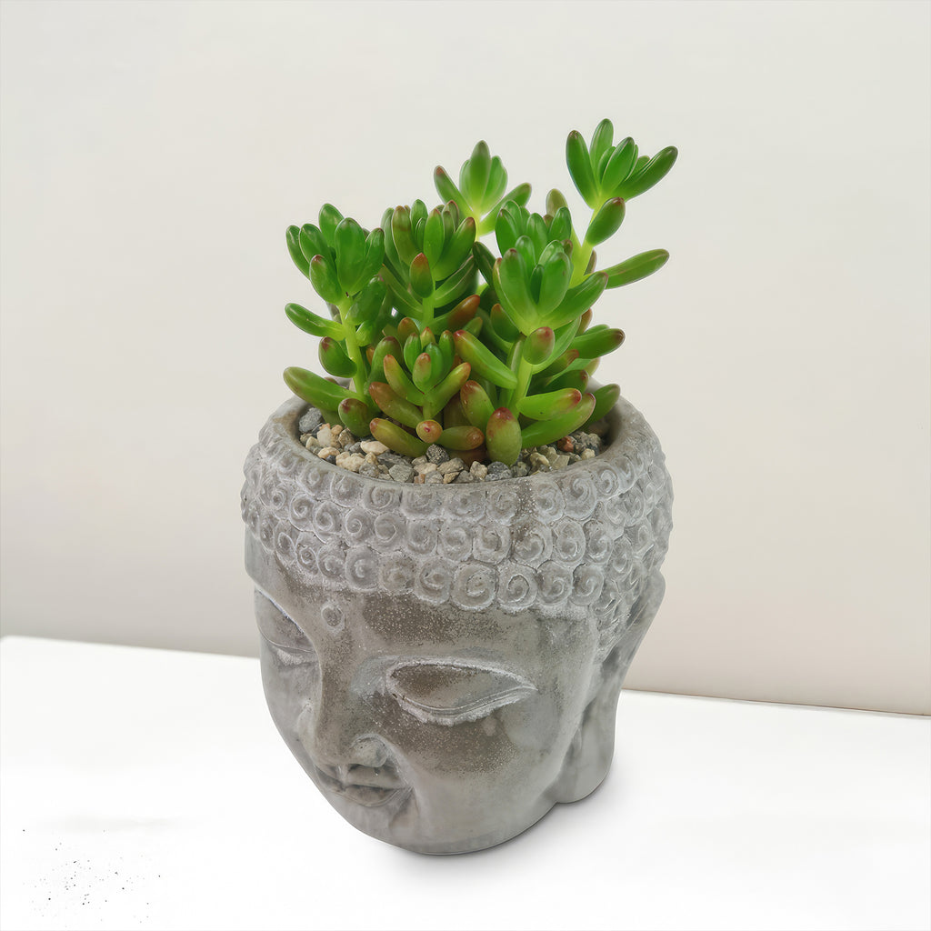 A live green succulent in a "Buddha's Head with Live Indoor Plants" pot displayed on a white surface against a simple background.
