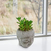 A live green indoor plant in the Buddha&
