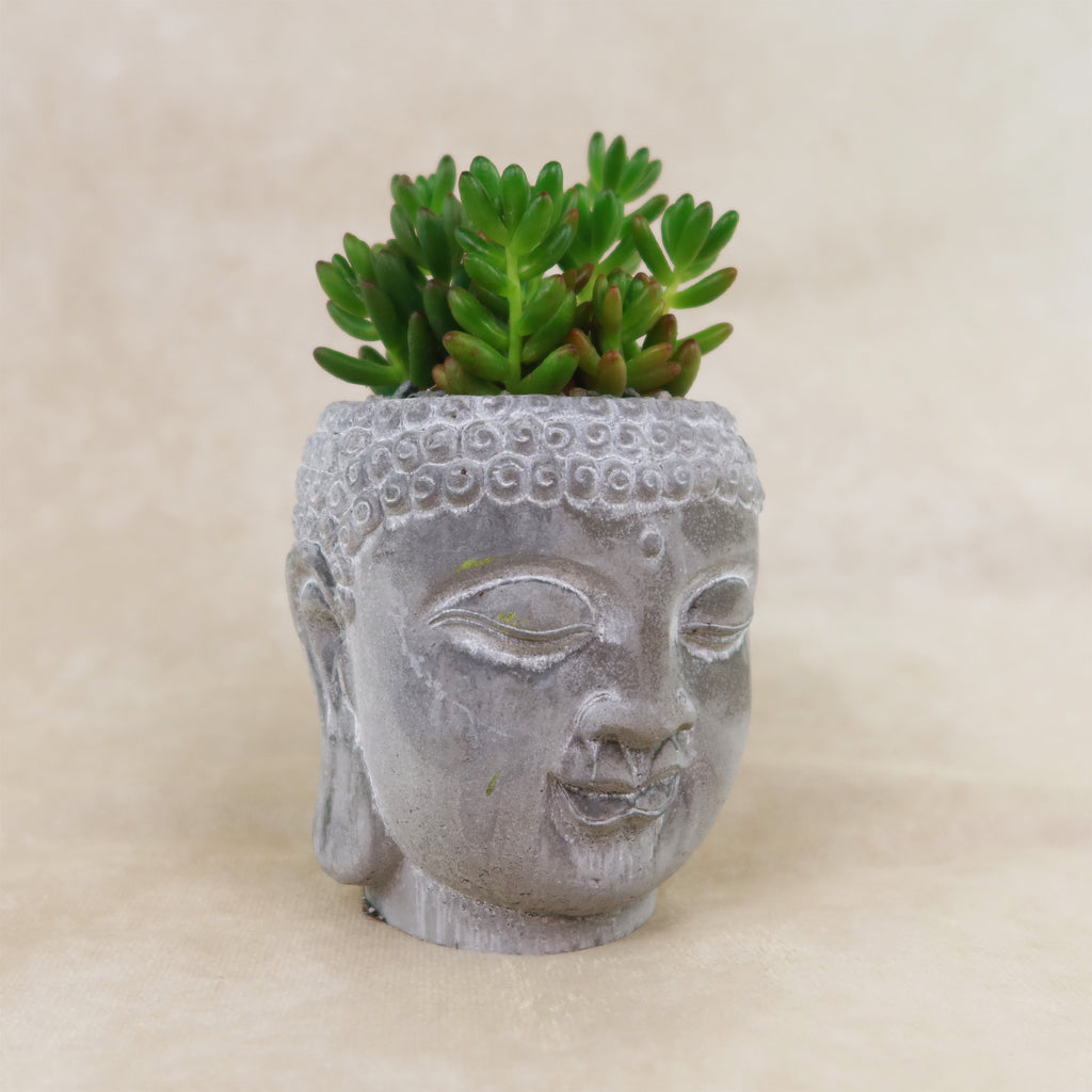 Small green succulent in a ceramic Buddha head planter, creating a tranquil indoor display against a beige background.