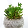 A healthy indoor plant with plump, rounded leaves sits in a Buddha&