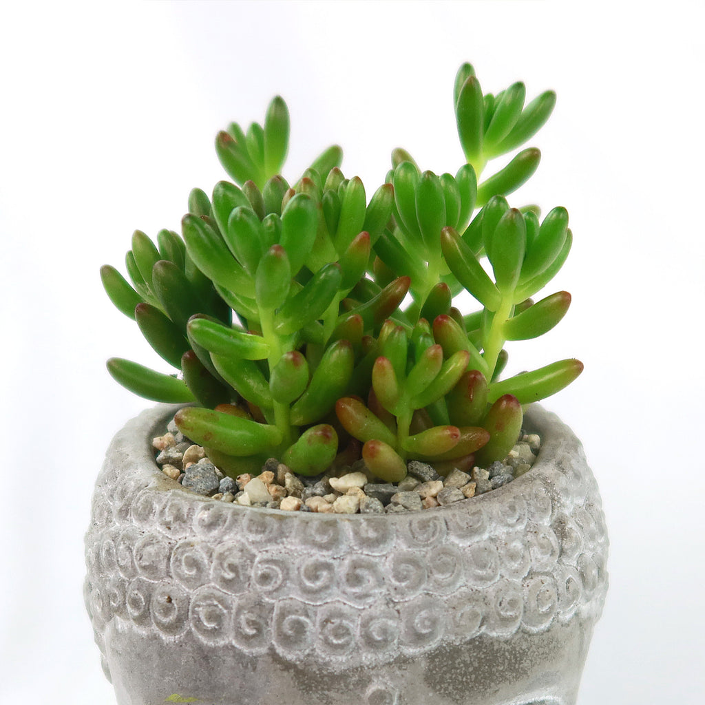 A healthy indoor plant with plump, rounded leaves sits in a Buddha's Head ceramic pot filled with pebbles on a plain white background.