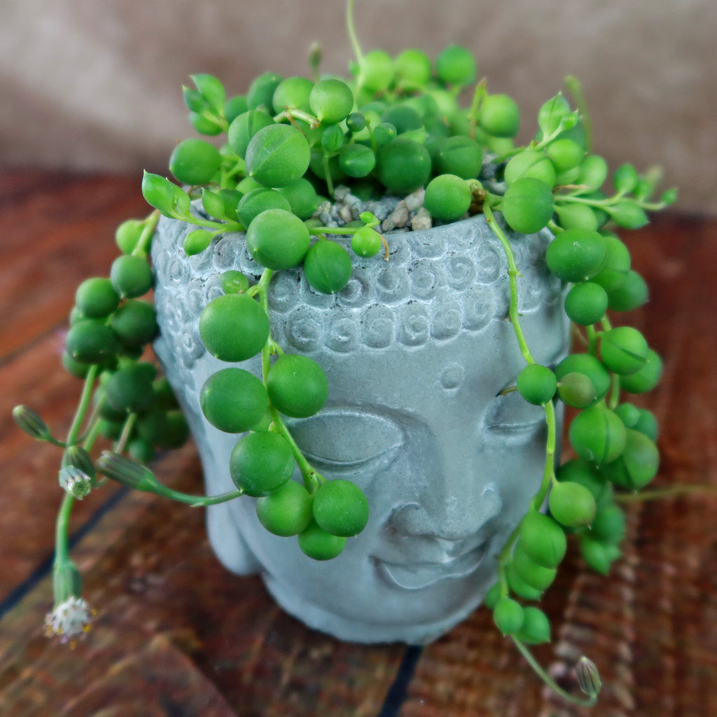 Buddha head planter with string of pearls succulent, green beads trailing over the sides onto wood, perfect for indoor decor.