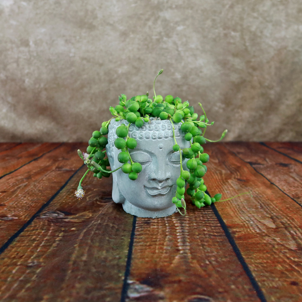 A Buddha’s head indoor planter with lush greenery on a wooden surface, set against a neutral textured wall for subtle contrast.