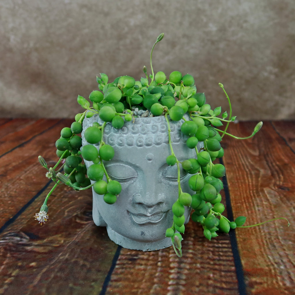 Gray Buddha's Head planter with a trailing succulent featuring round green leaves on rustic wood, set against a textured brown background.
