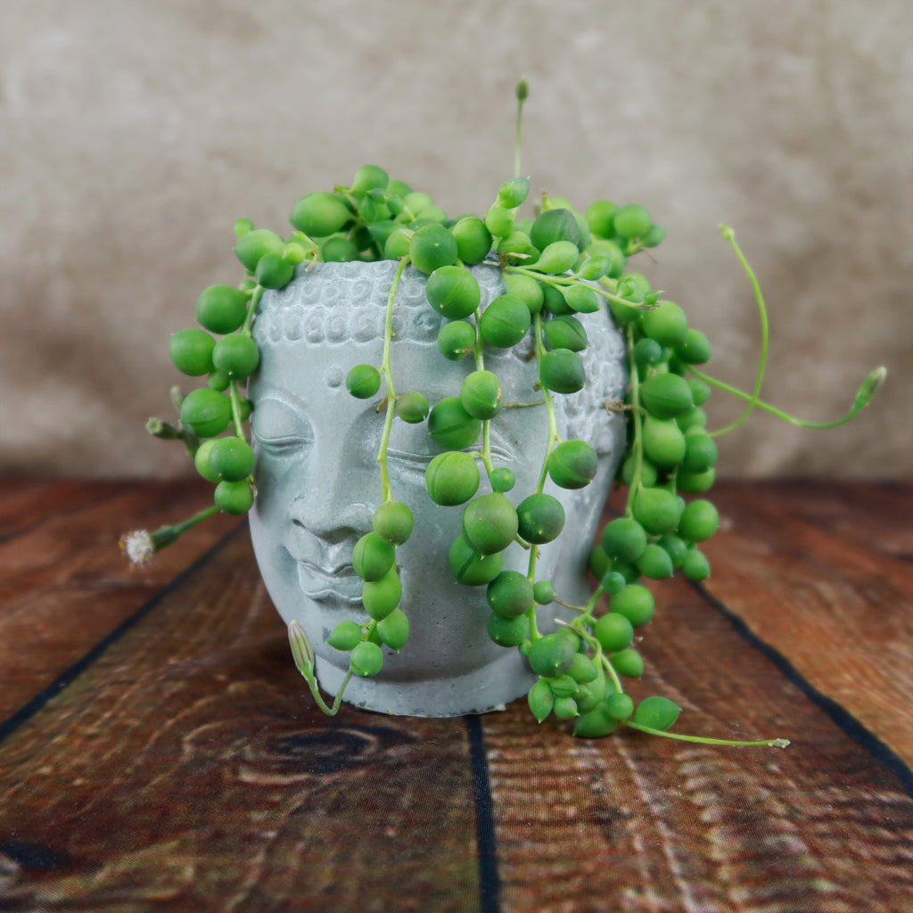 Gray Buddha's Head ceramic planter with string of pearls succulent, displayed on wood against a neutral background for indoor decor.