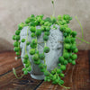Gray Buddha head planter with string of pearls, green vines spilling gently, adds calm décor to any indoor space.