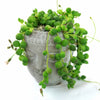 Small gray Buddha head ceramic planter with string of pearls succulent, trailing green leaves, displayed on a white background.