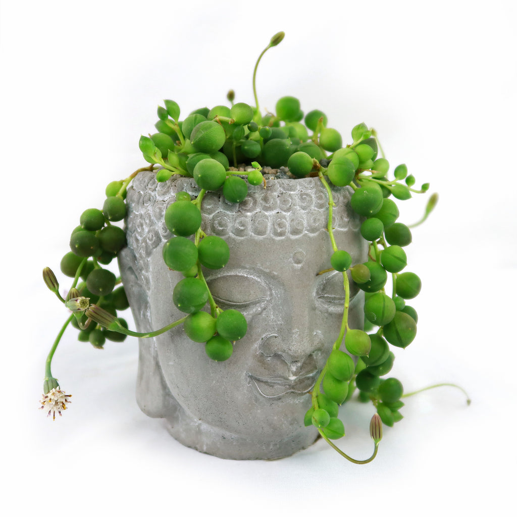 A string of pearls plant cascades from a gray ceramic Buddha head planter, creating a serene, lush accent against a white background.