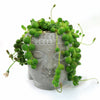 String of pearls succulent with green, bead-like leaves trailing from a ceramic Buddha head planter for an elegant indoor decor touch.