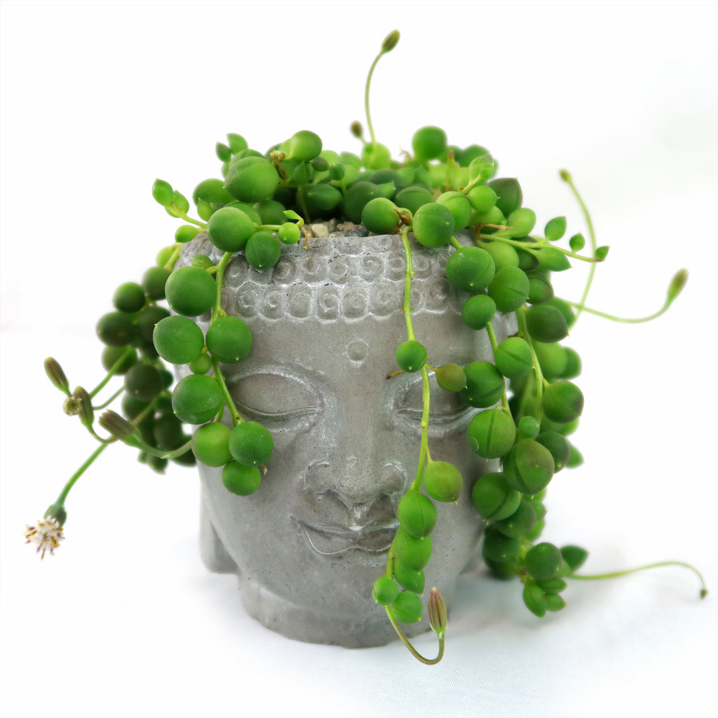 String of pearls succulent with green, bead-like leaves trailing from a ceramic Buddha head planter for an elegant indoor decor touch.