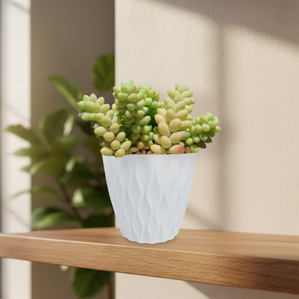 Burro’s Tail Succulent - Sedum morganianum ‘Burrito’