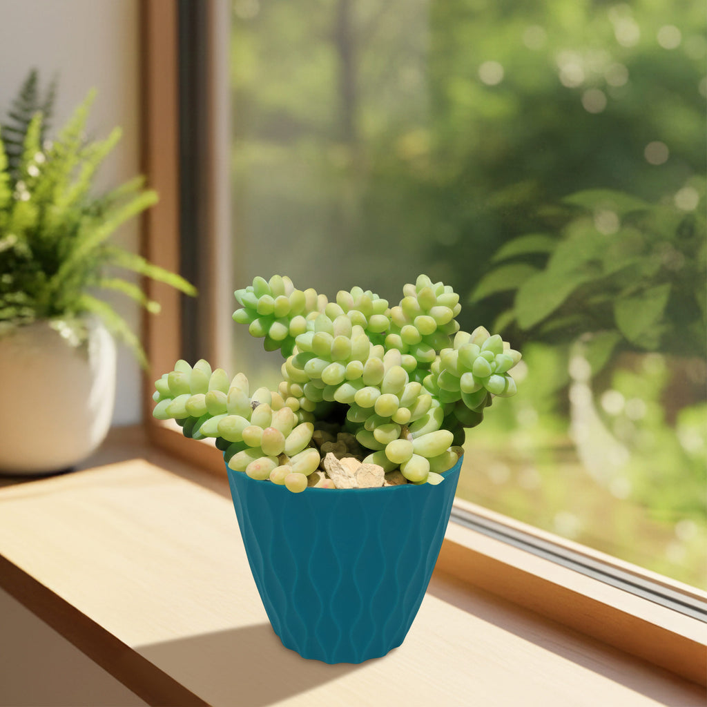 Burro’s Tail Succulent (Sedum morganianum ‘Burrito’) in a textured blue pot on a sunny windowsill, greenery visible outside.