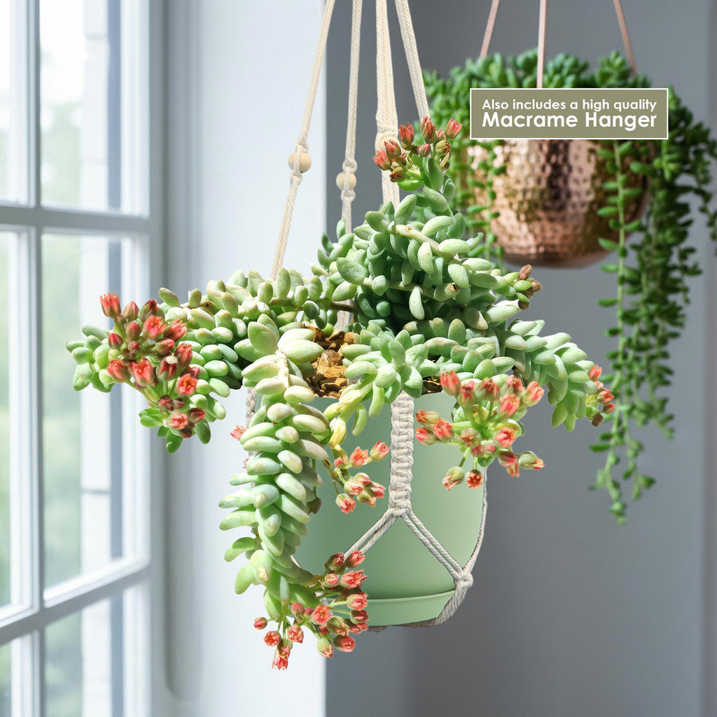 Burro’s Tail Succulent with red-tipped buds in a light green pot and cream macrame hanger, near a window; another plant in copper pot behind.
