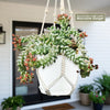 Burro’s Tail Succulent with pink buds in a white pot, hanging in a macramé hanger on a porch. Includes high-quality hanger.