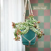 A Burro’s Tail Succulent with red flowers in a blue pot hangs in a macramé hanger by a window, pastel checkered wall behind.