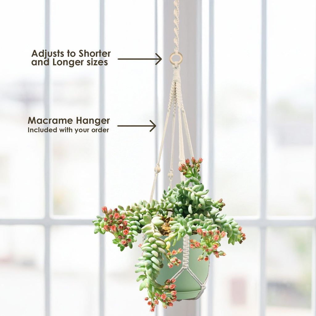 Burro’s Tail Succulent (Sedum morganianum ‘Burrito’) in a macrame hanger, included with your order, hanging by a bright window.