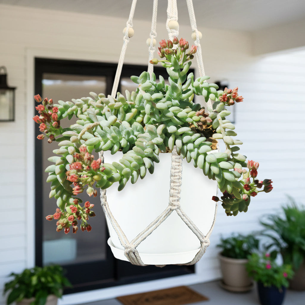 Burro’s Tail Succulent - Sedum morganianum ‘Burrito’