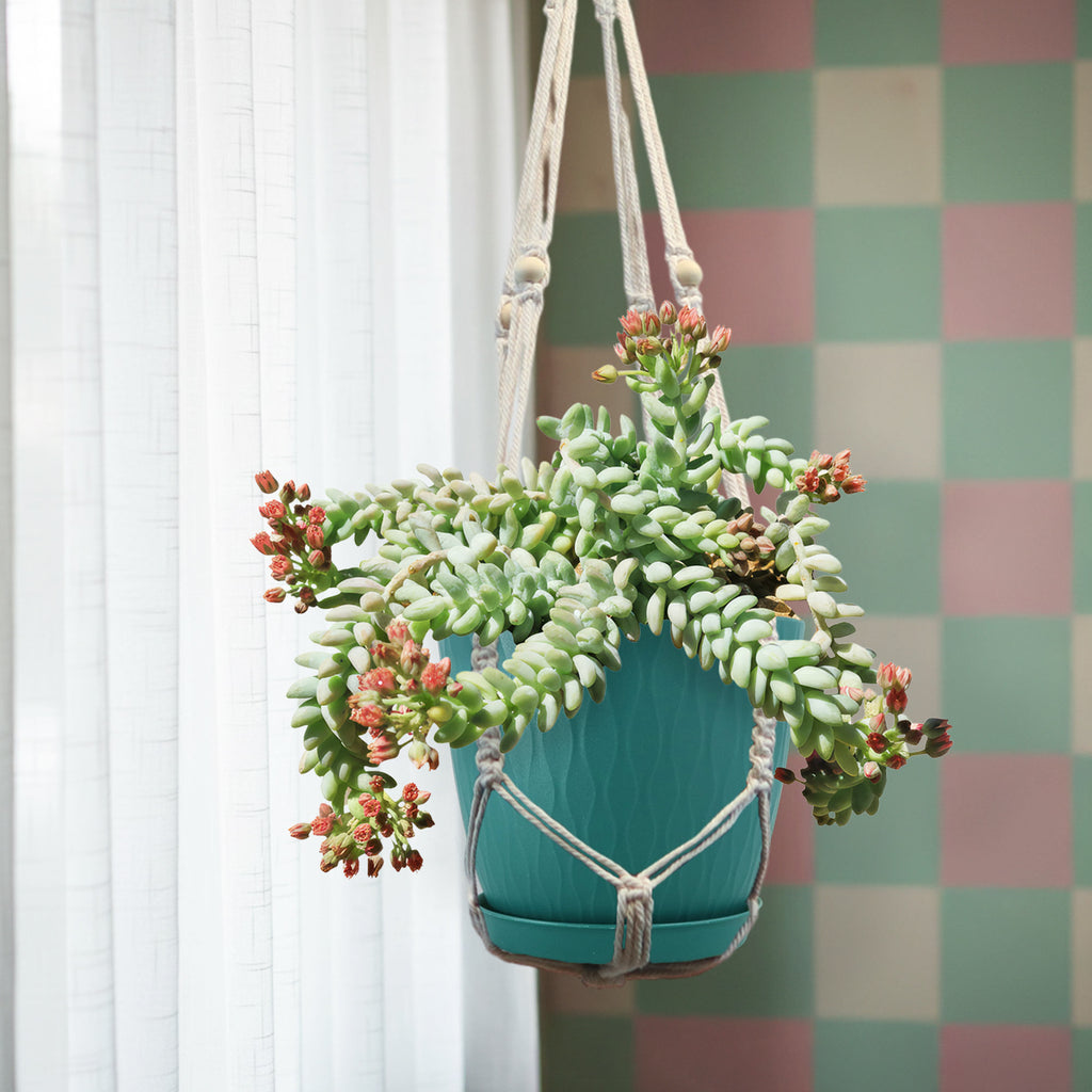 Burro’s Tail Succulent - Sedum morganianum ‘Burrito’