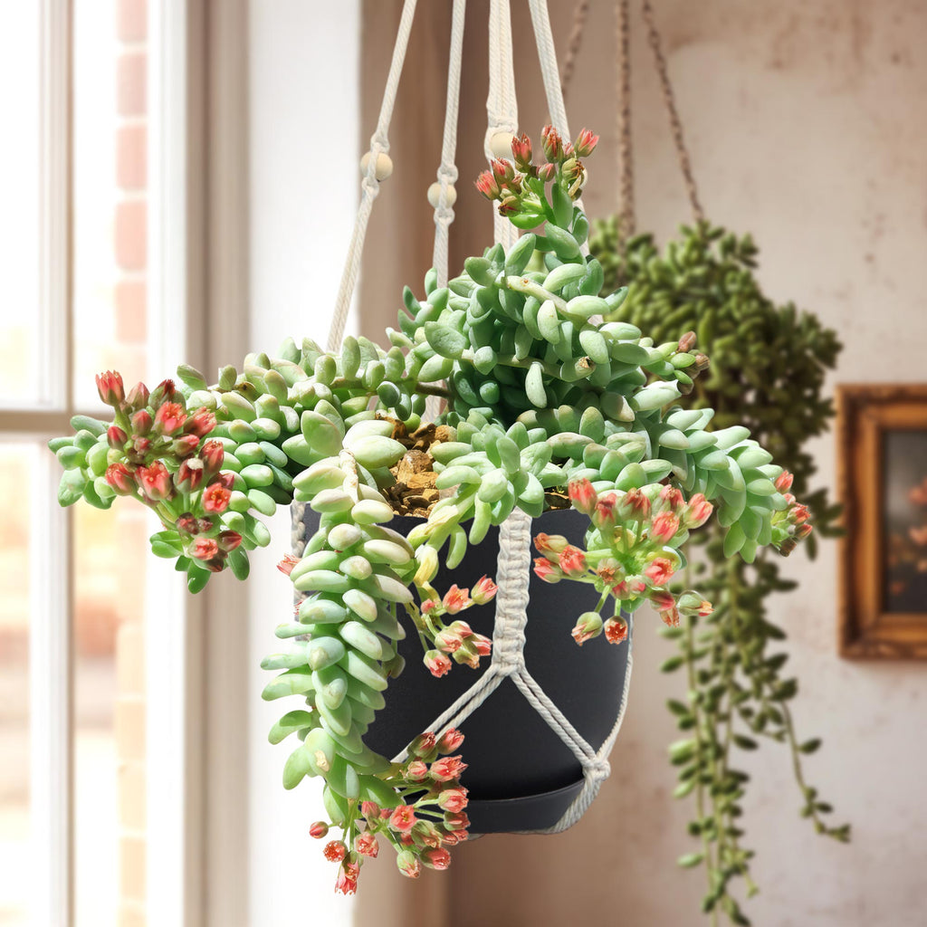 Burro’s Tail Succulent - Sedum morganianum ‘Burrito’