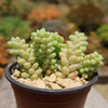 Burro’s Tail Succulent - Sedum morganianum ‘Burrito’