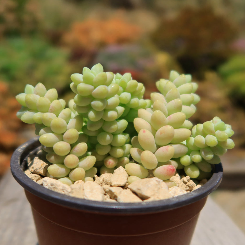 Burro’s Tail Succulent - Sedum morganianum ‘Burrito’
