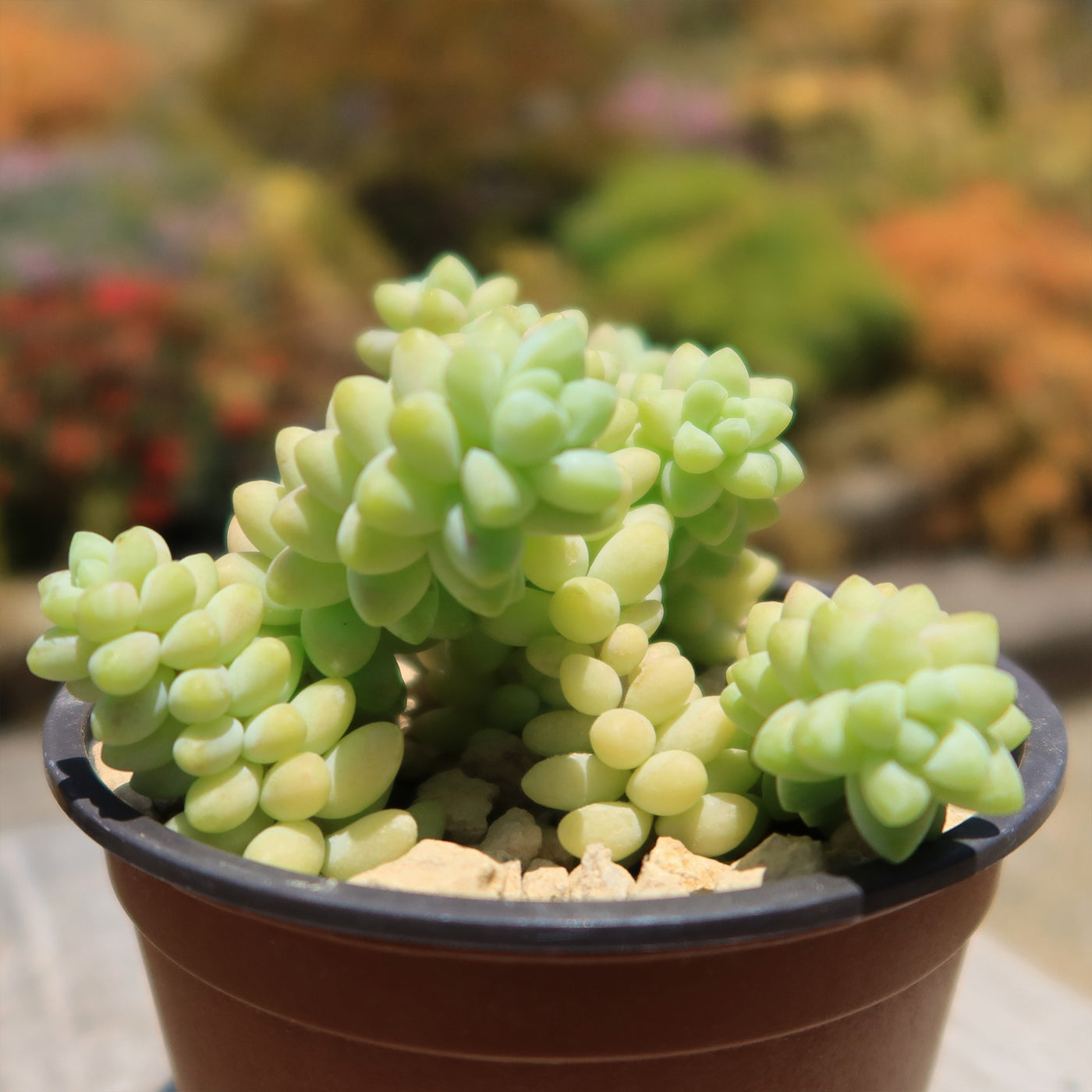 Burro’s Tail Succulent - Sedum morganianum ‘Burrito’