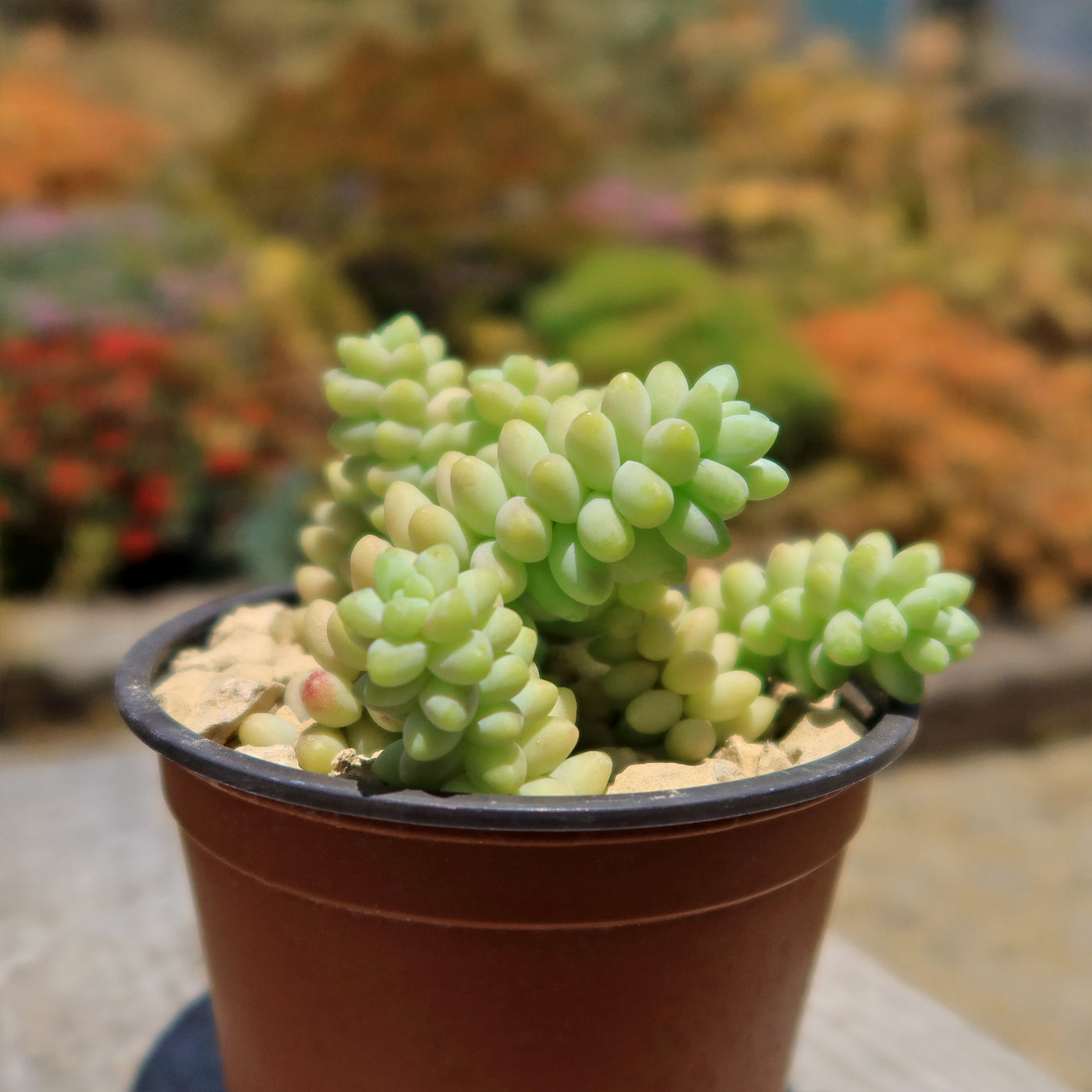 Burro’s Tail Succulent - Sedum morganianum ‘Burrito’