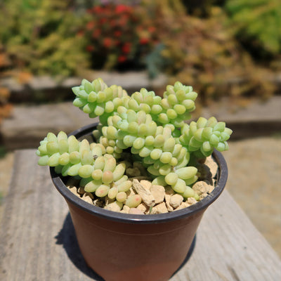 Burro’s Tail Succulent - Sedum morganianum ‘Burrito’