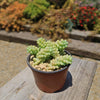 Burro’s Tail Succulent - Sedum morganianum ‘Burrito’