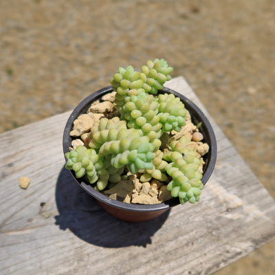 Burro’s Tail Succulent - Sedum morganianum ‘Burrito’