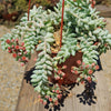 Burro’s Tail Succulent - Sedum morganianum ‘Burrito’