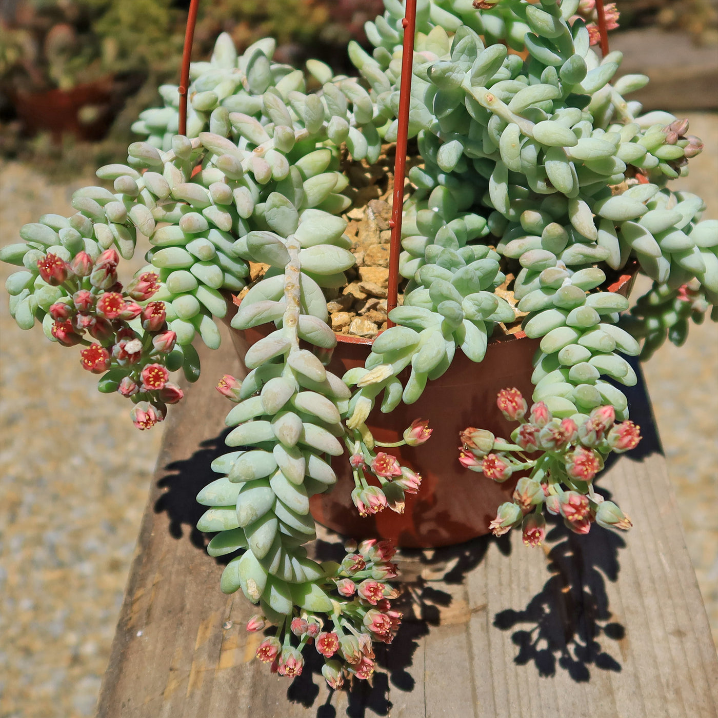 tail succulent Burro’s Tail Succulent
