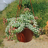 Burro’s Tail Succulent - Sedum morganianum ‘Burrito’