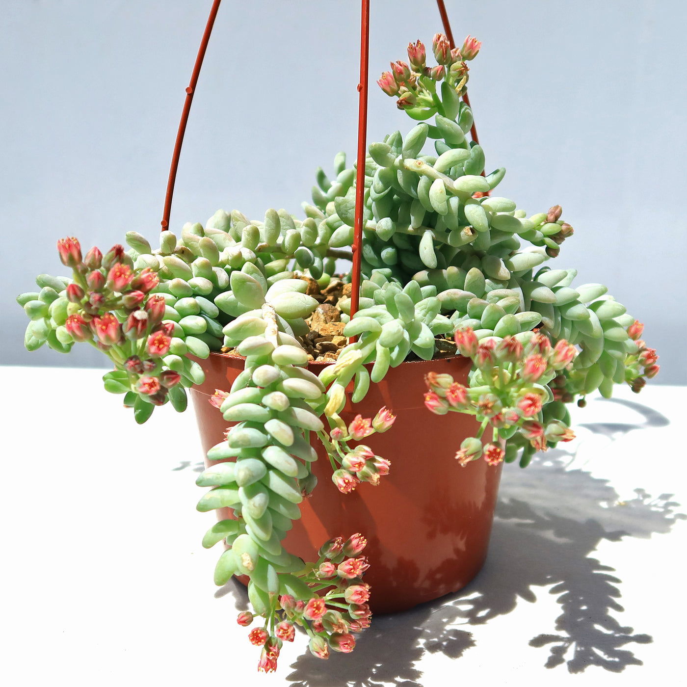 Burro’s Tail Succulent - Sedum morganianum ‘Burrito’