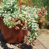 Burro’s Tail Succulent - Sedum morganianum ‘Burrito’