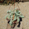 Burro’s Tail Succulent - Sedum morganianum ‘Burrito’