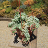 Burro’s Tail Succulent - Sedum morganianum ‘Burrito’