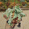 Burro’s Tail Succulent - Sedum morganianum ‘Burrito’