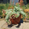 Burro’s Tail Succulent - Sedum morganianum ‘Burrito’