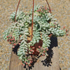 Burro’s Tail Succulent - Sedum morganianum ‘Burrito’