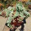 Burro’s Tail Succulent - Sedum morganianum ‘Burrito’