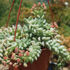 Burro’s Tail Succulent - Sedum morganianum ‘Burrito’