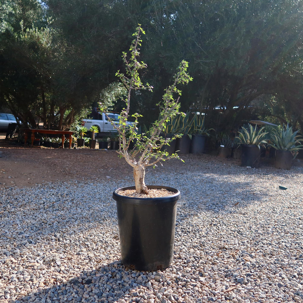 Bursera fagaroides