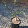 Bursera fagaroides