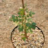 Bursera fagaroides