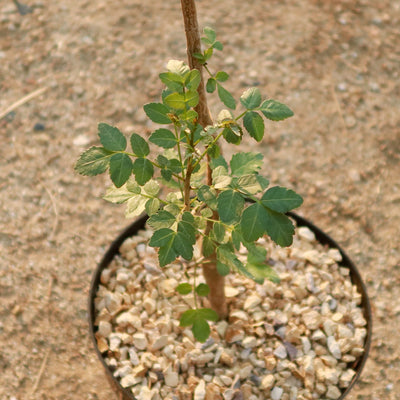 Bursera fagaroides