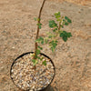 Bursera fagaroides