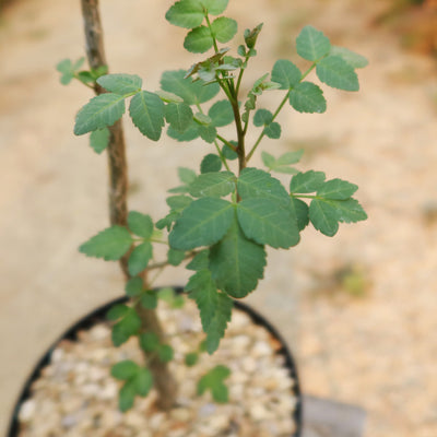 Bursera fagaroides